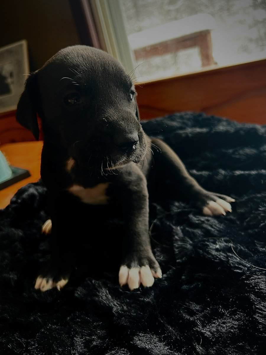 Great Dane Puppies image 2