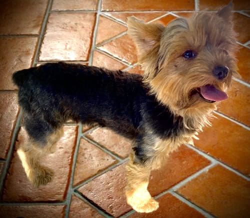 Female Yorkie image 5