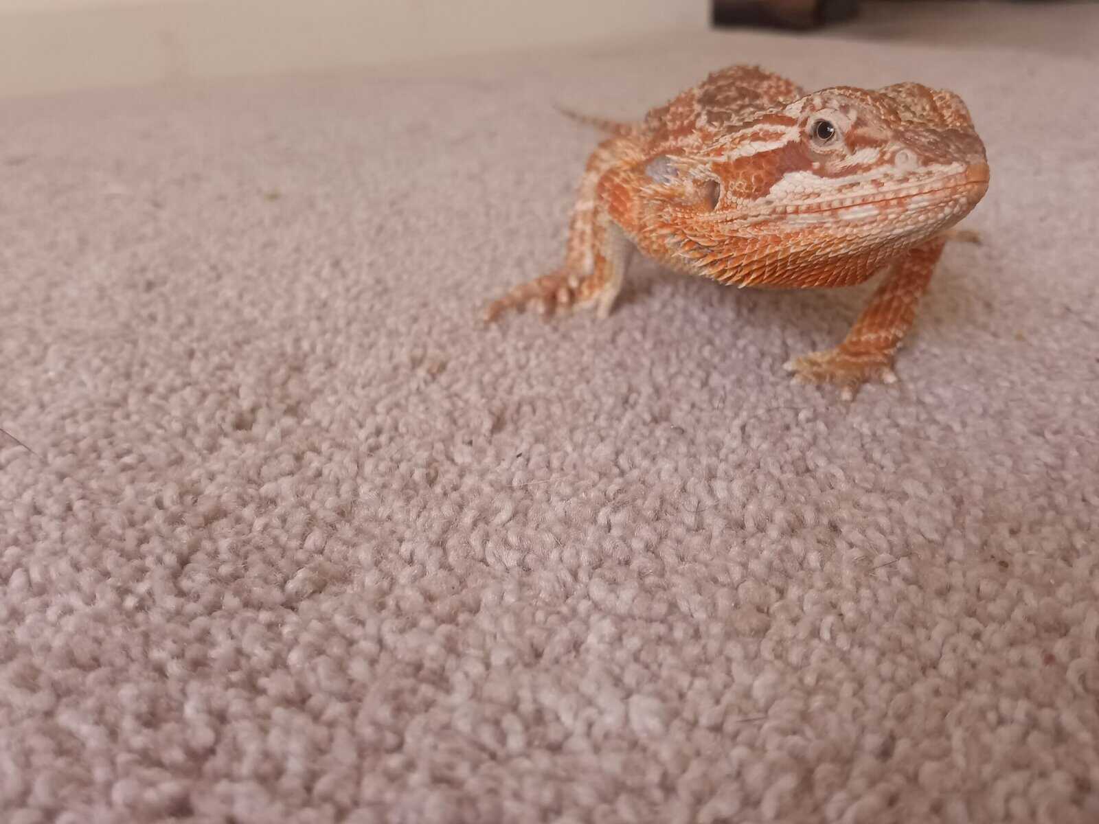 Red morph bearded dragon image 4