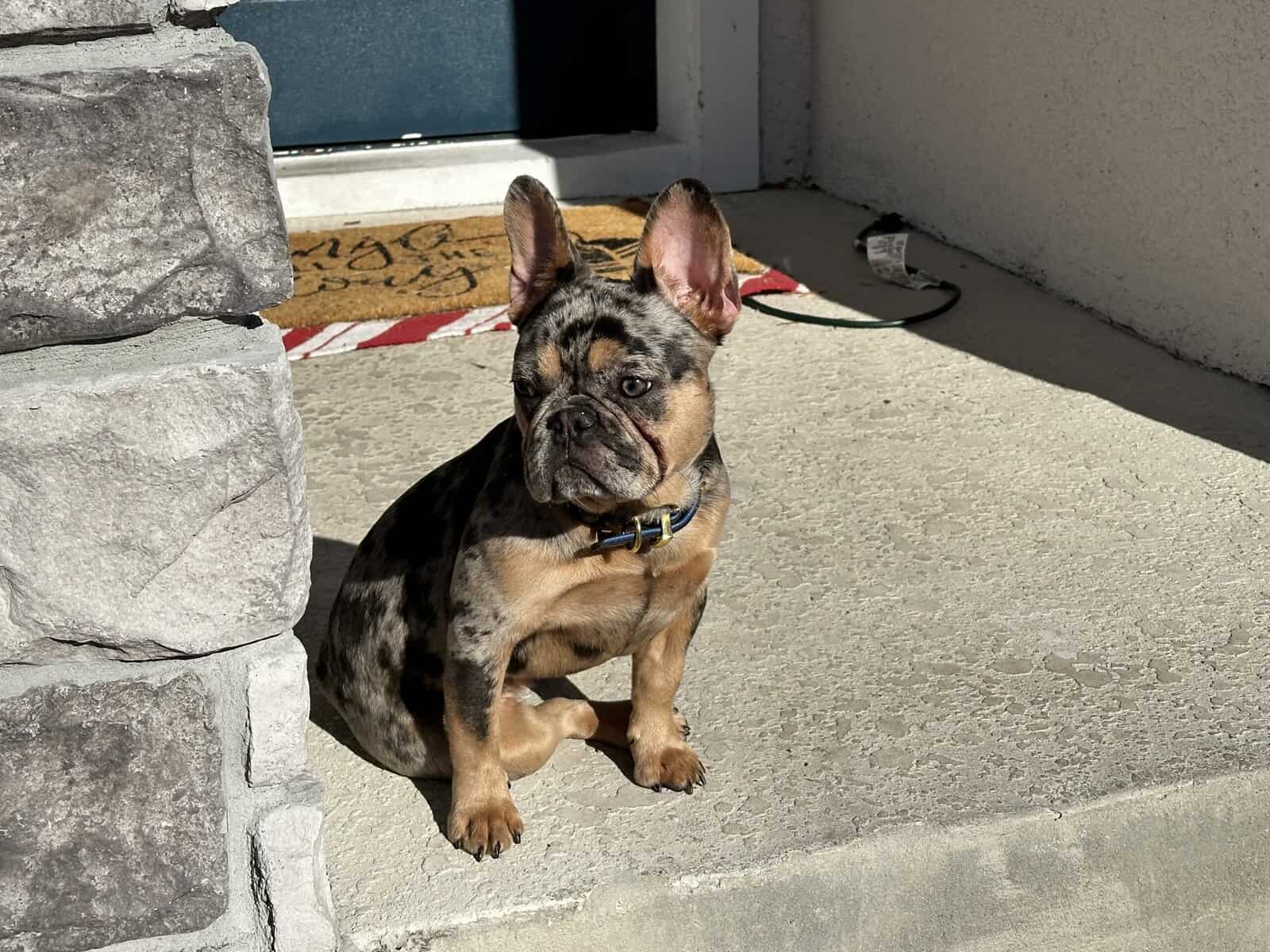 French Bulldog image 1