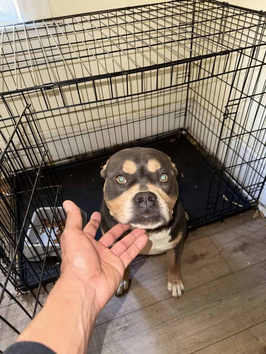 American bully puppies coming soon image 3