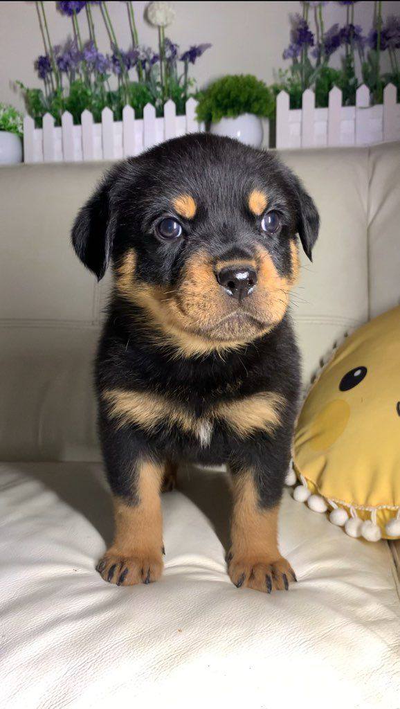 Rottweiler Puppies Currently Available On Adoption image 2