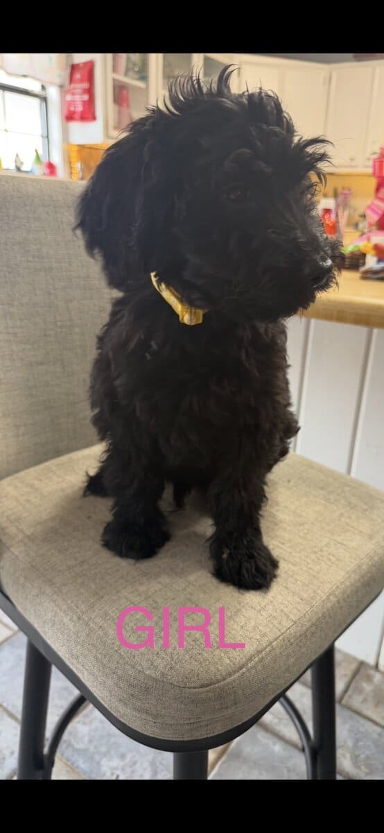 Goldendoodles F1B Hypoallergenic image 12