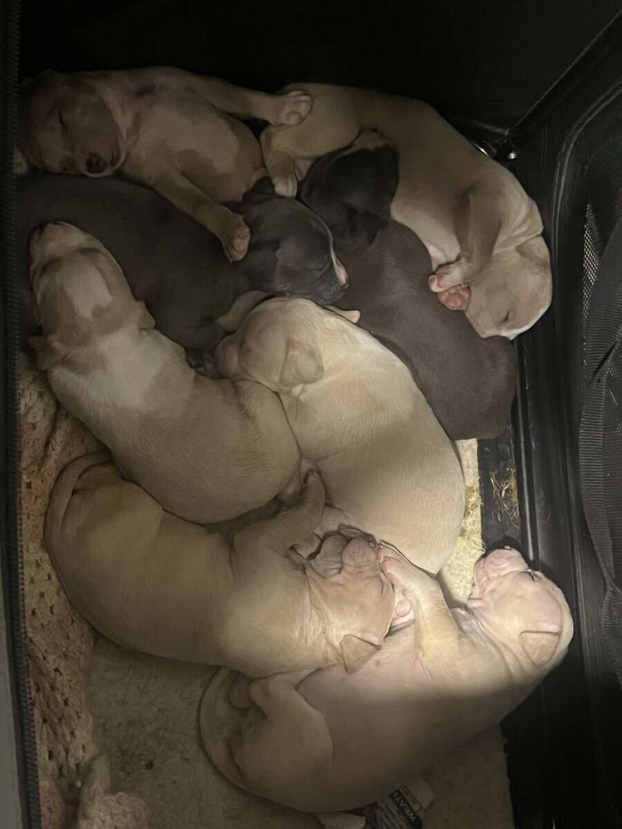 Pit bull puppies image 3