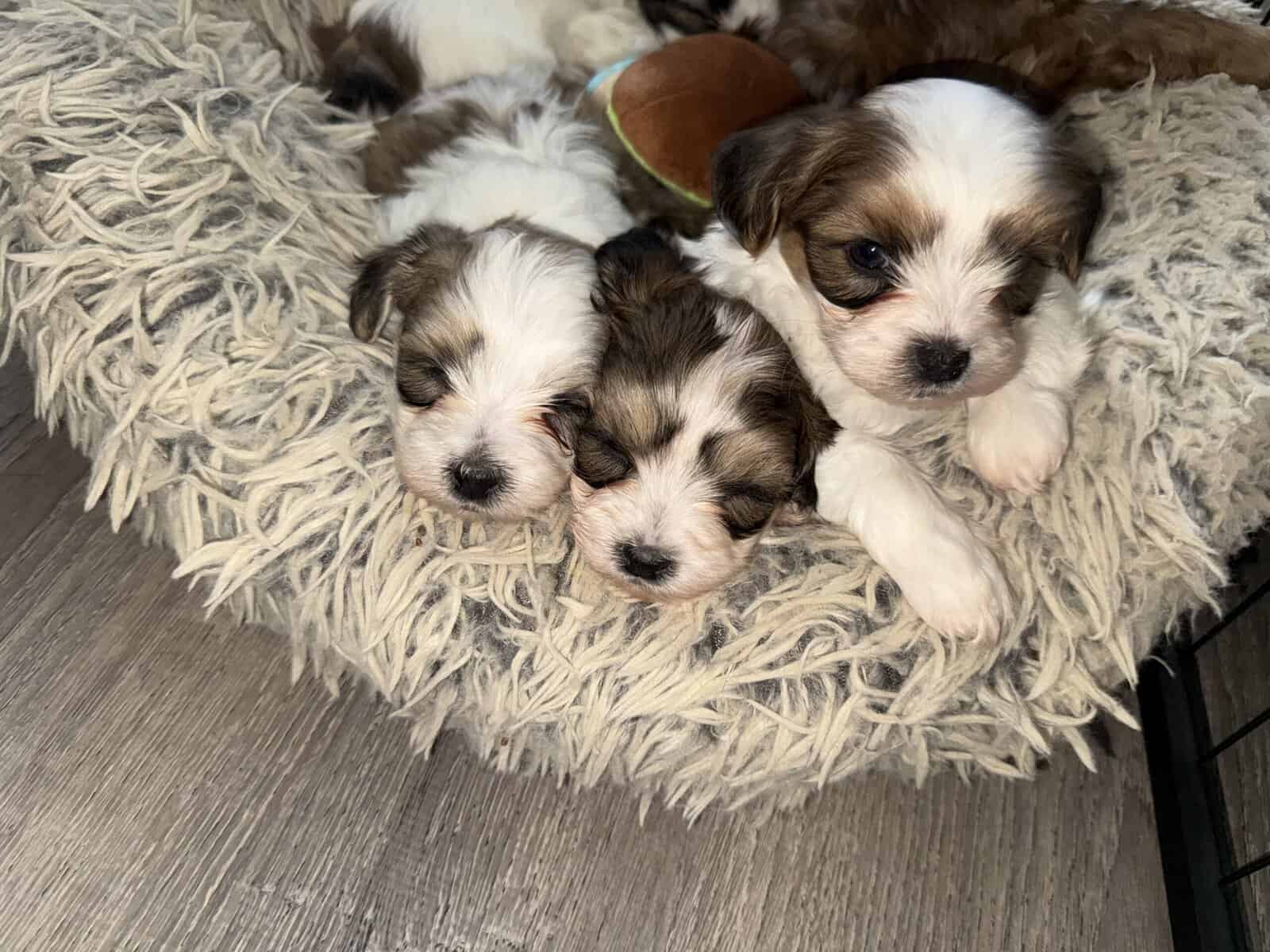 Malshihpoo puppies image 6