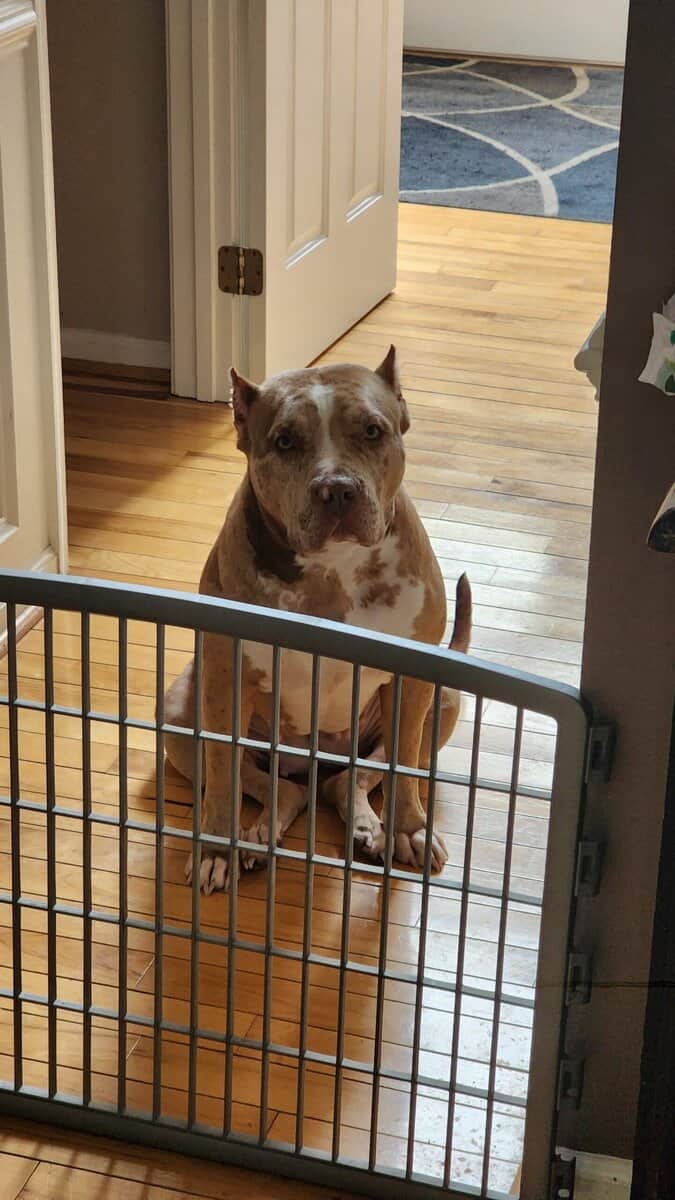 Female American Bully image 2