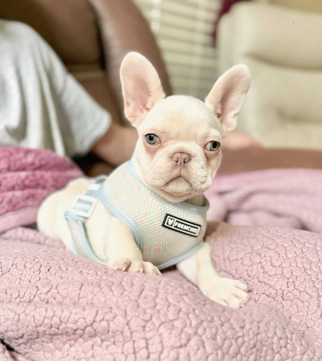 Male French Bulldog image 1