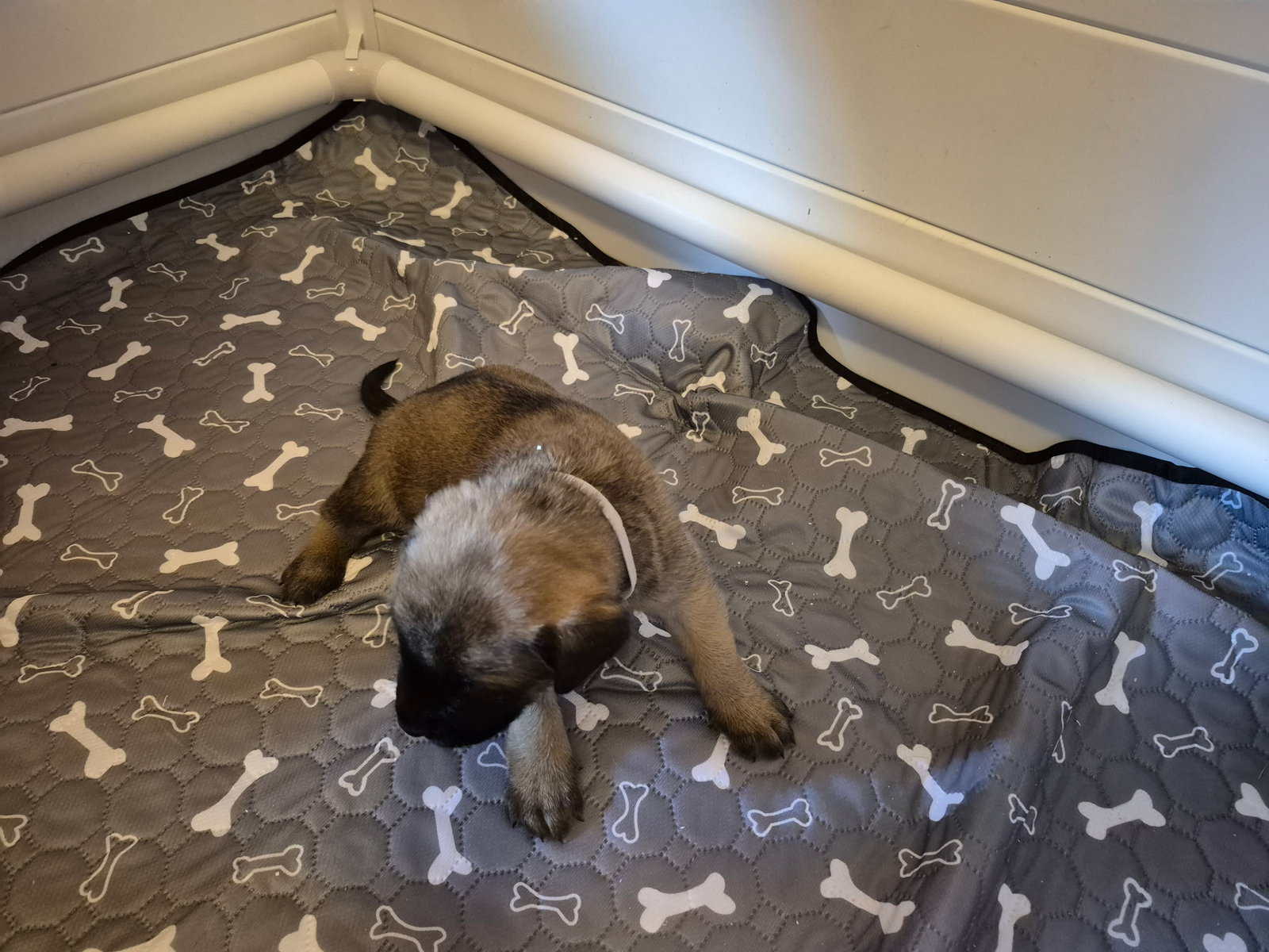 Mastiff image 6