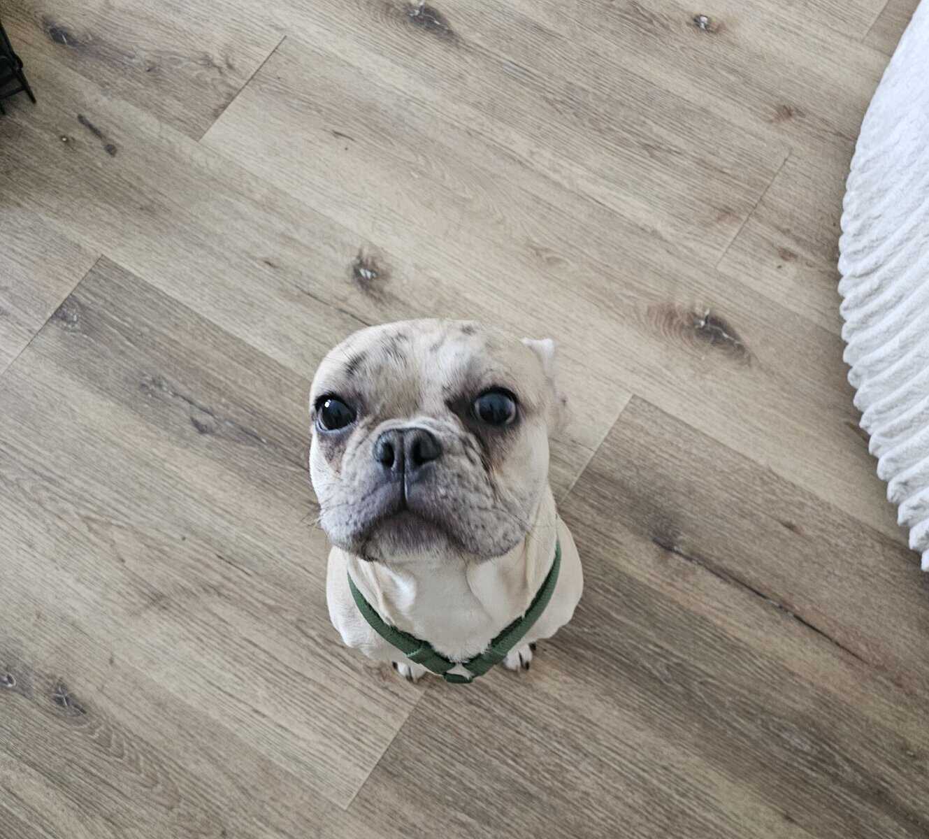 French bulldog 7 months image 3