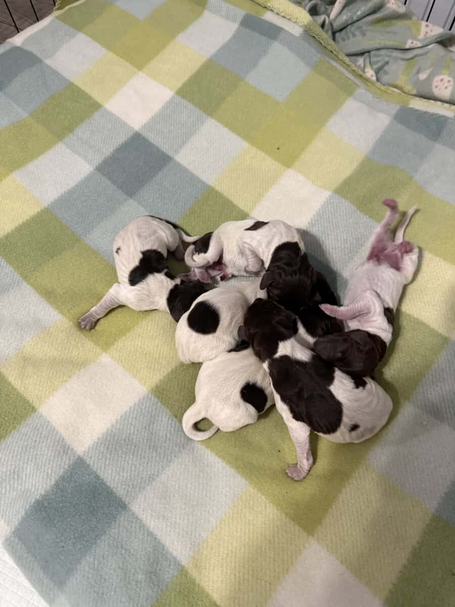 GSP Puppies image 2