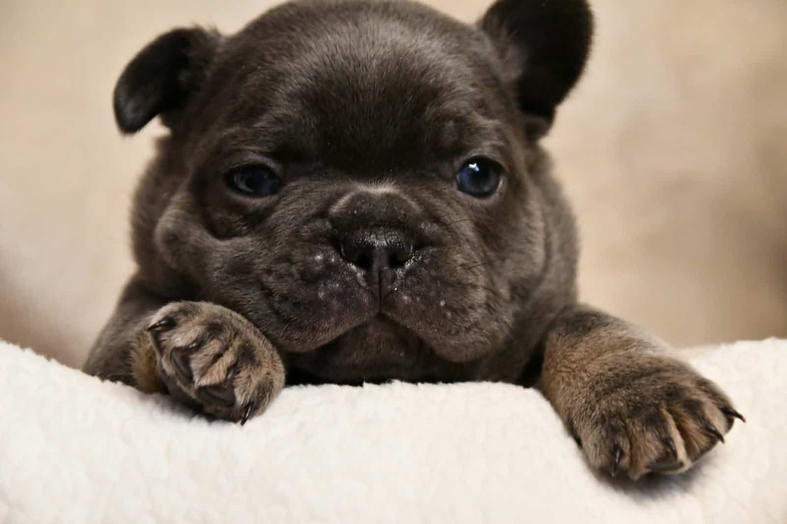 Litter of 6 for Sell - French Bulldogs image 2