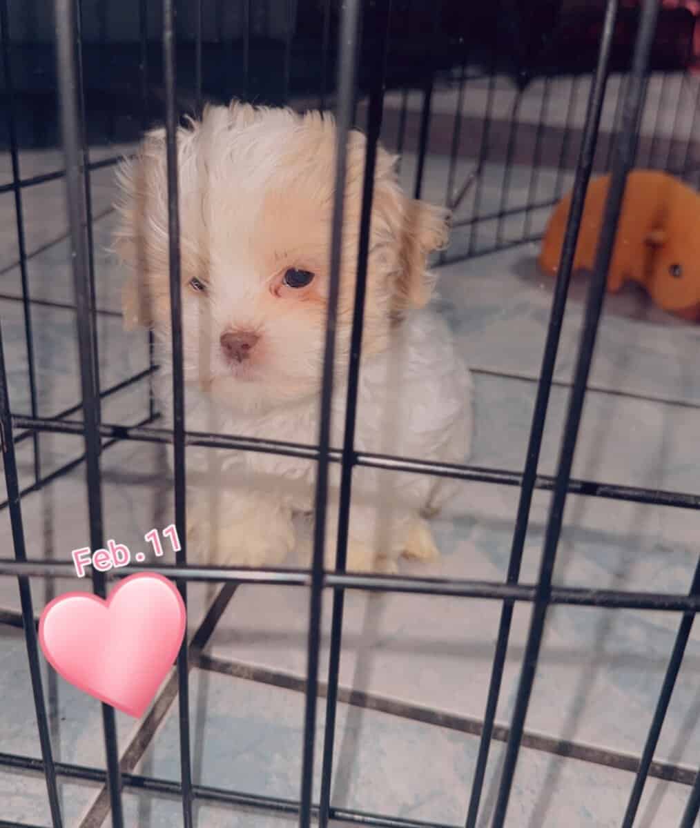 8 week shiz tzu girl puppy ready for a loving home image 1