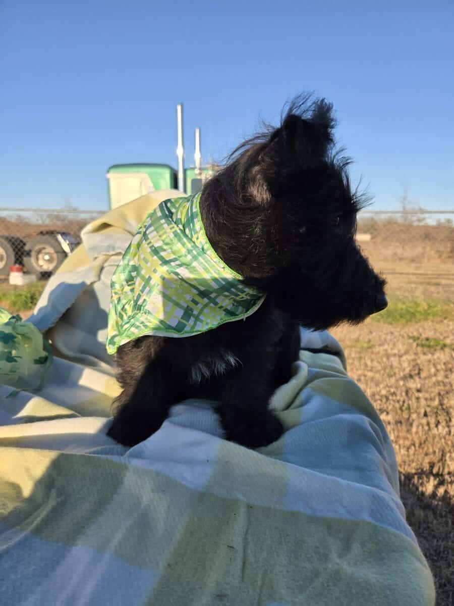 A.K.C Scottish Terroirs Puppis in TX 1 Boy 3 girls image 13