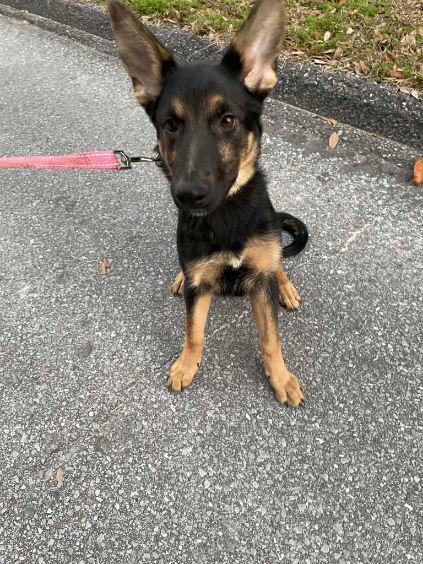 Akc German Shepherd Puppies image 4