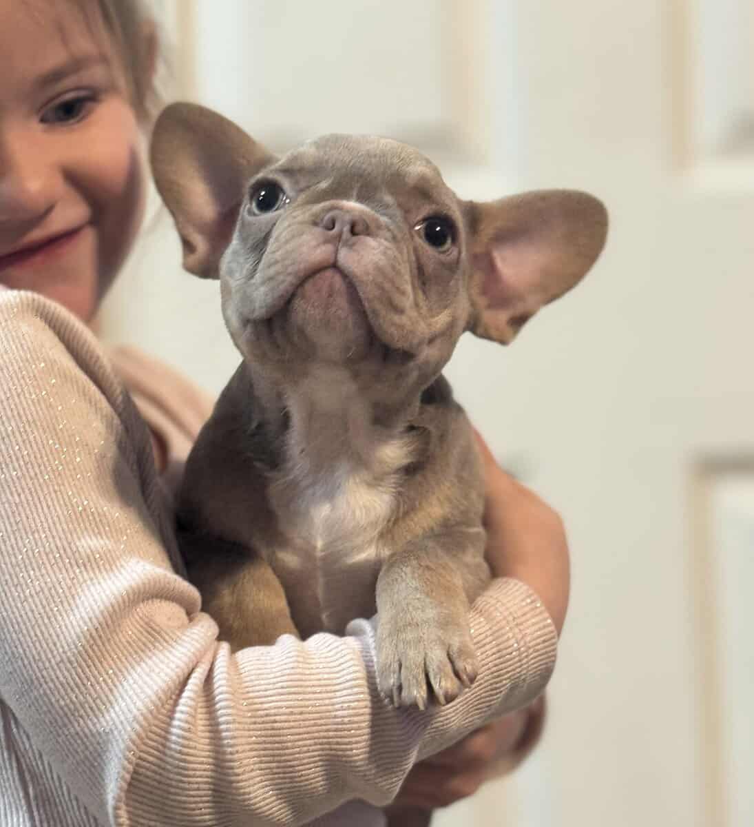 Frenchie image 2