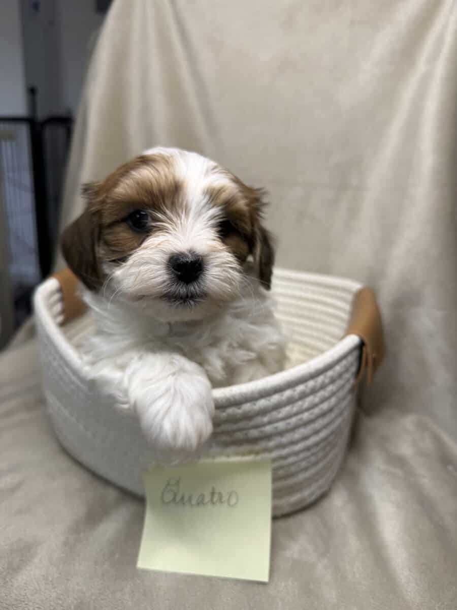 Malshihpoo puppies image 3