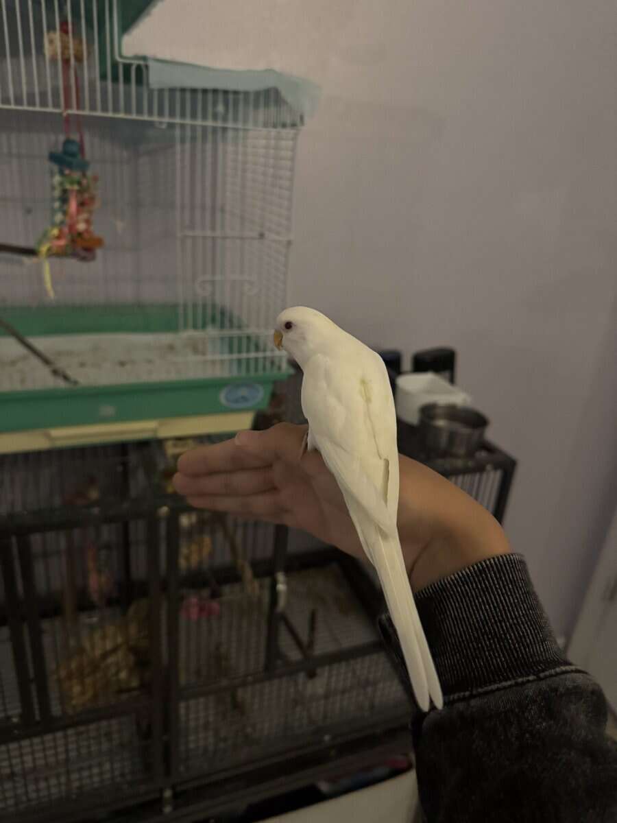 2 female Budgies. (With cage) image 7