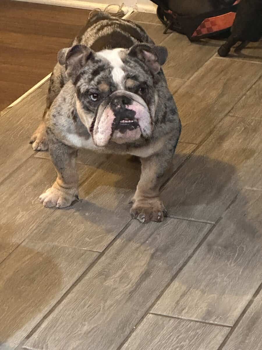 Merle bull dog puppy image 1