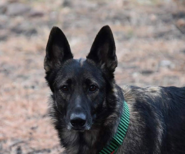 German Shepherd for rehoming image 1