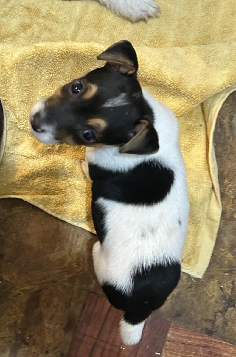 Registered Jack Russell Puppies image 3
