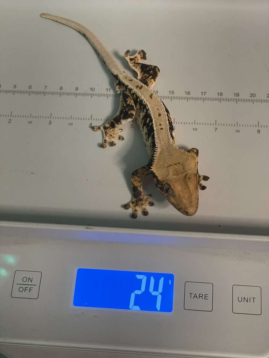 Tricolor lily white male crested gecko image 7