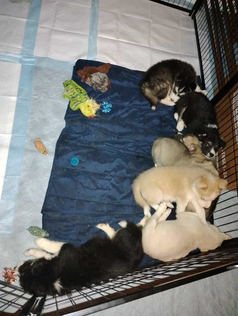 Siberian Husky image 4
