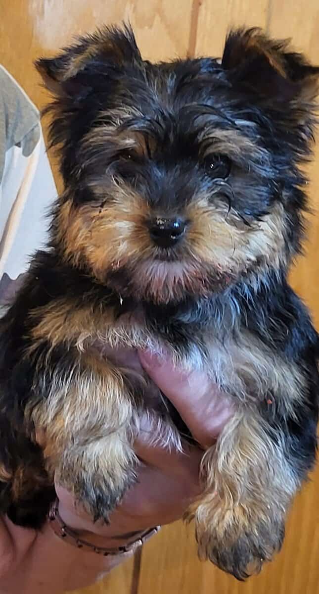 For sale male yorkie image 3