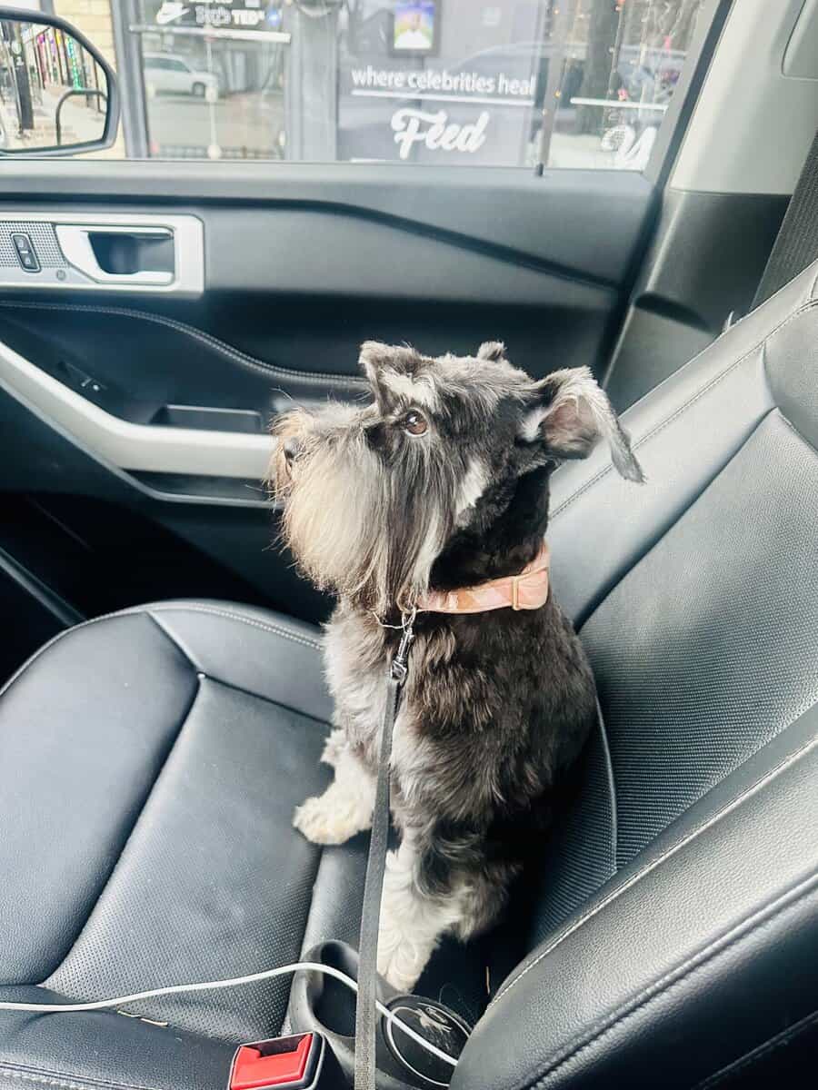 AKC Black & Silver Mini Schnauzer 3 yrs old image 2