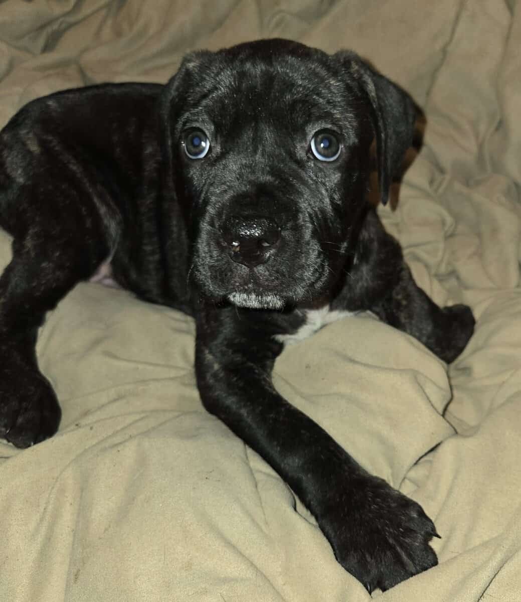 Presa Canario Cane Corso mix 8 weeks old image 13