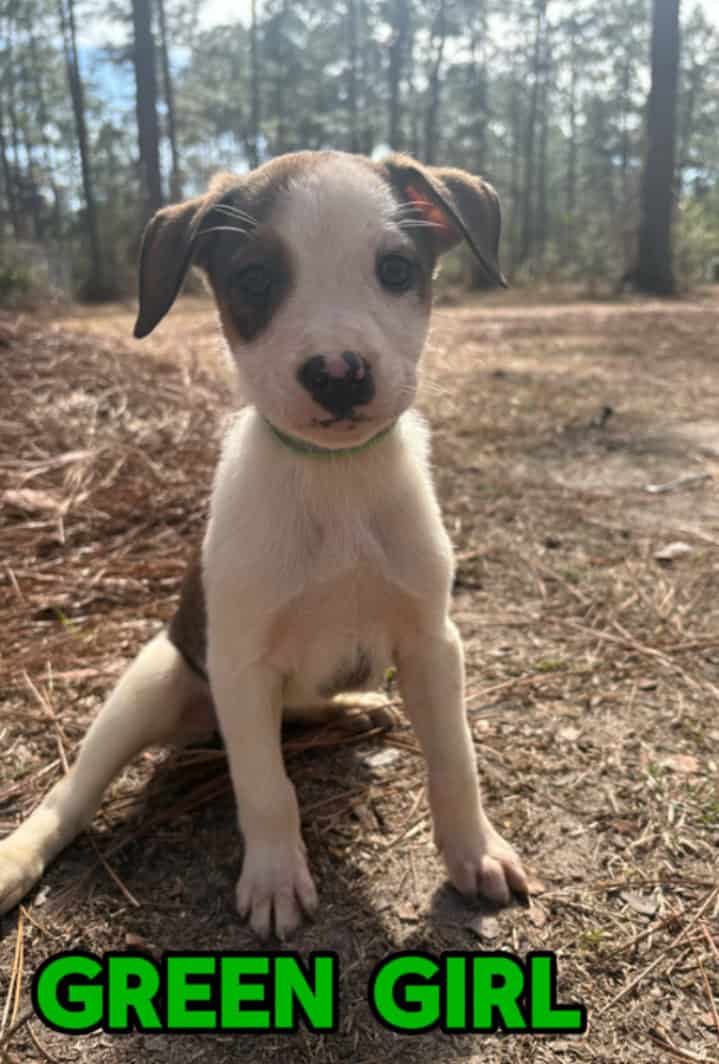 Aussie x Blackmouth Cur puppies for adoption image 12