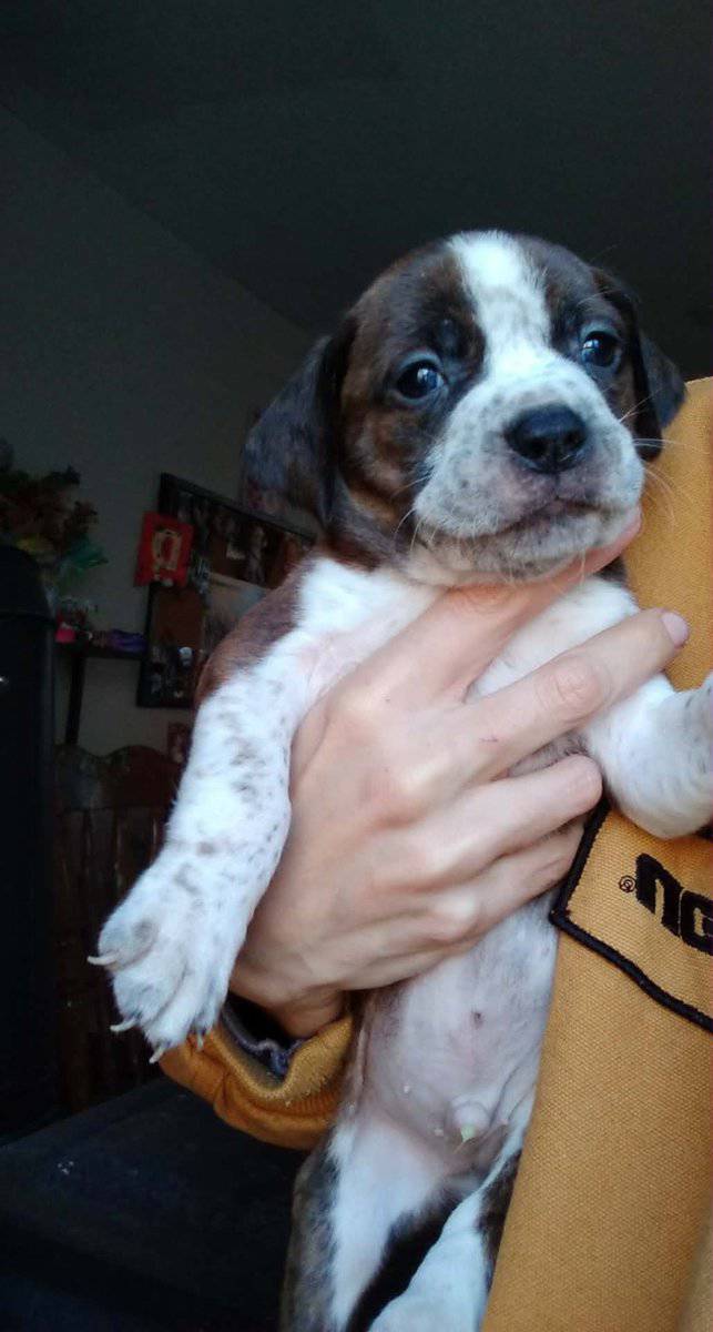 Puppies image 4