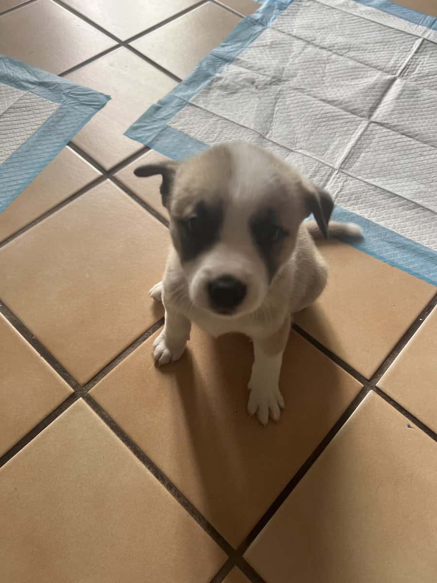 Mixed pitbull image 1