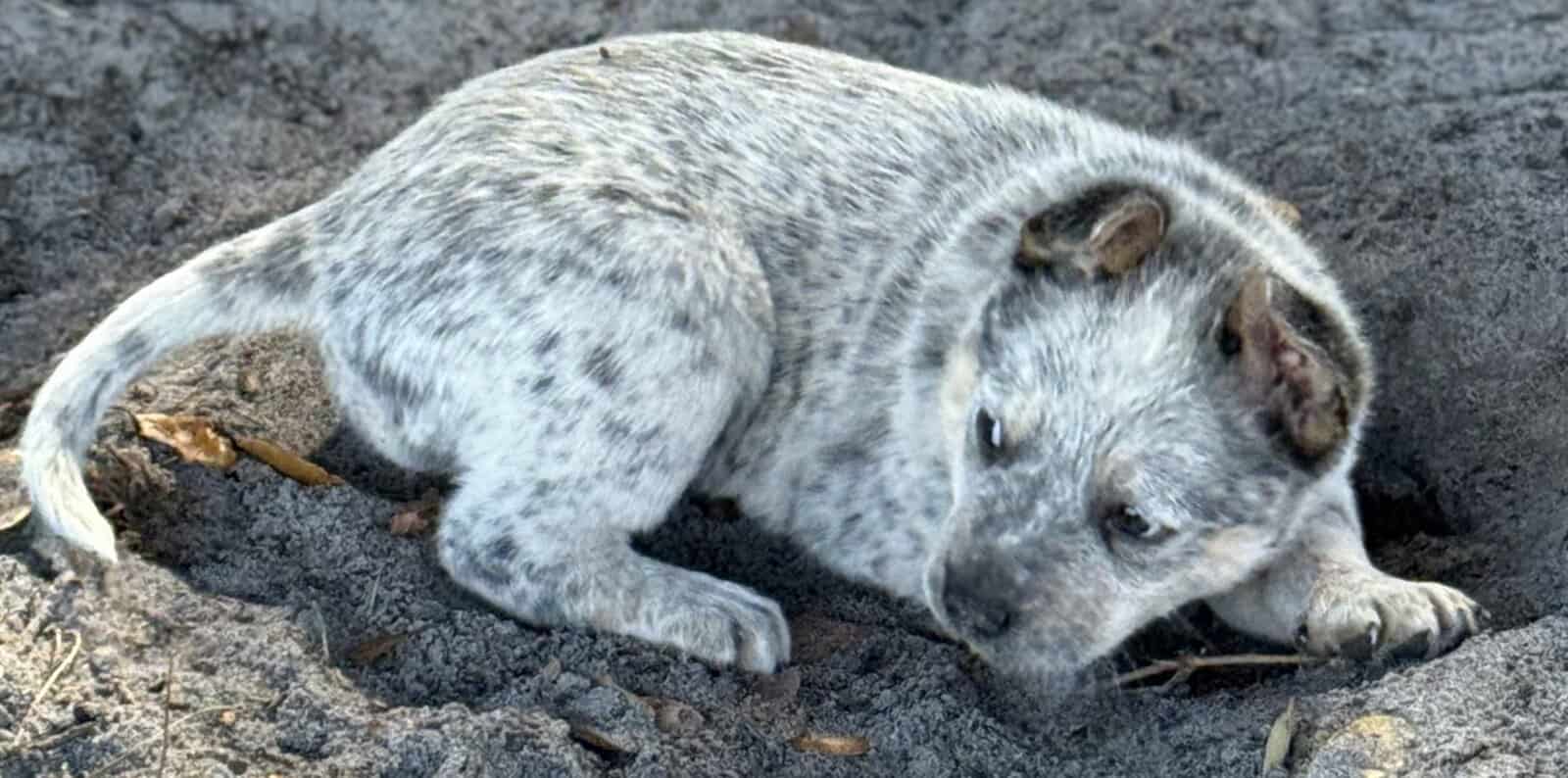 Blue Heeler Puppies for sale image 7