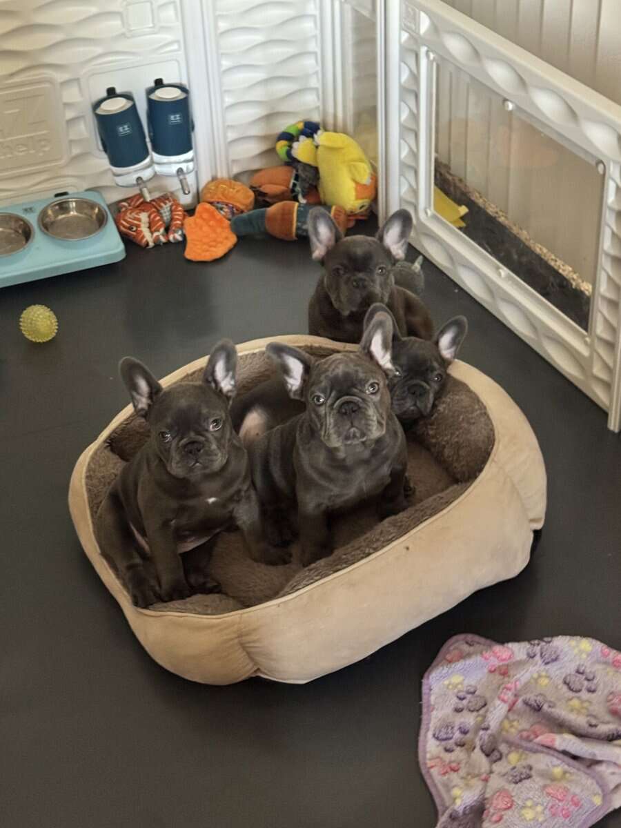 French bulldog AKC puppies image 1