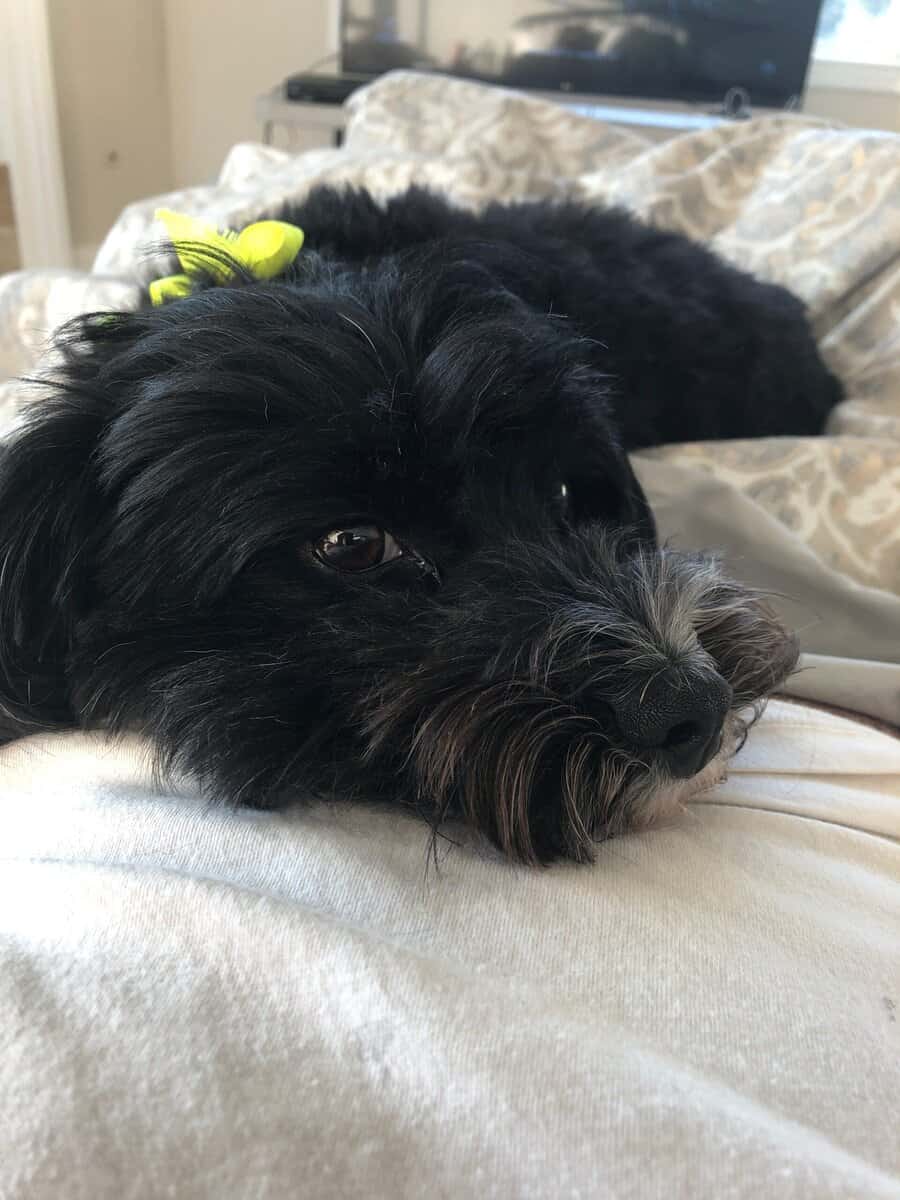 “Sweet Maltipoo Teddy Looking for His Forever Home image 1