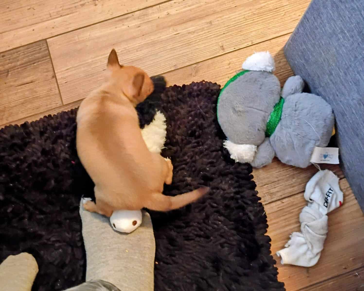 Adorable Male Chihuahua Puppy image 2
