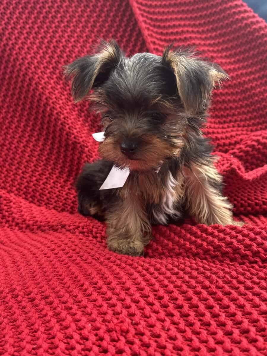 Yorkie puppies image 1
