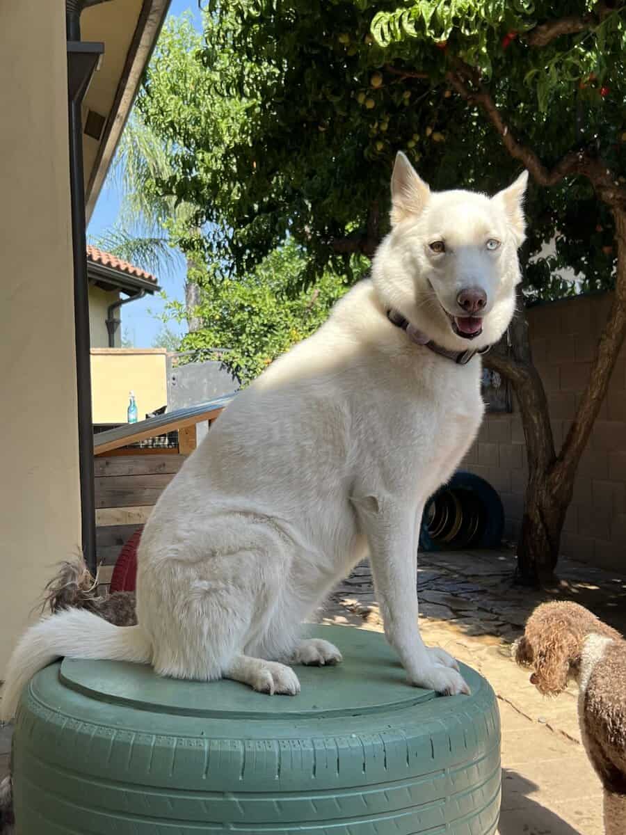 koda needs a new home! image 2