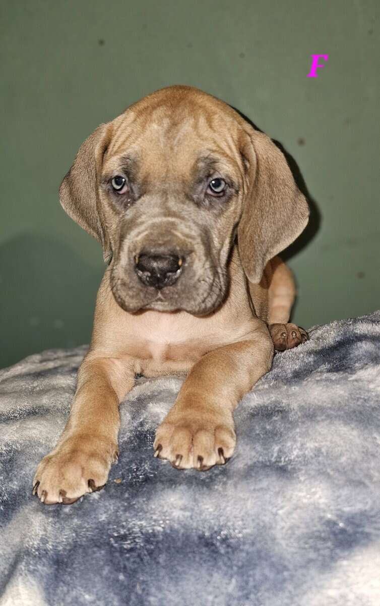 European Great Danes image 5