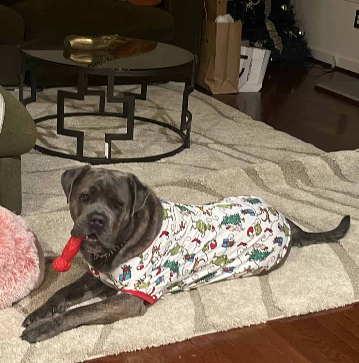 Pure Bred Cane Corso- Perfect Fit for your Family image 9