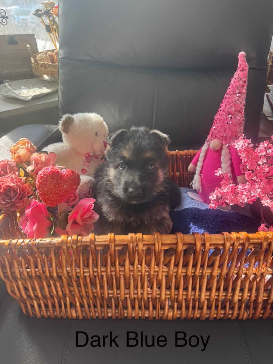German Shepherd puppies image 6