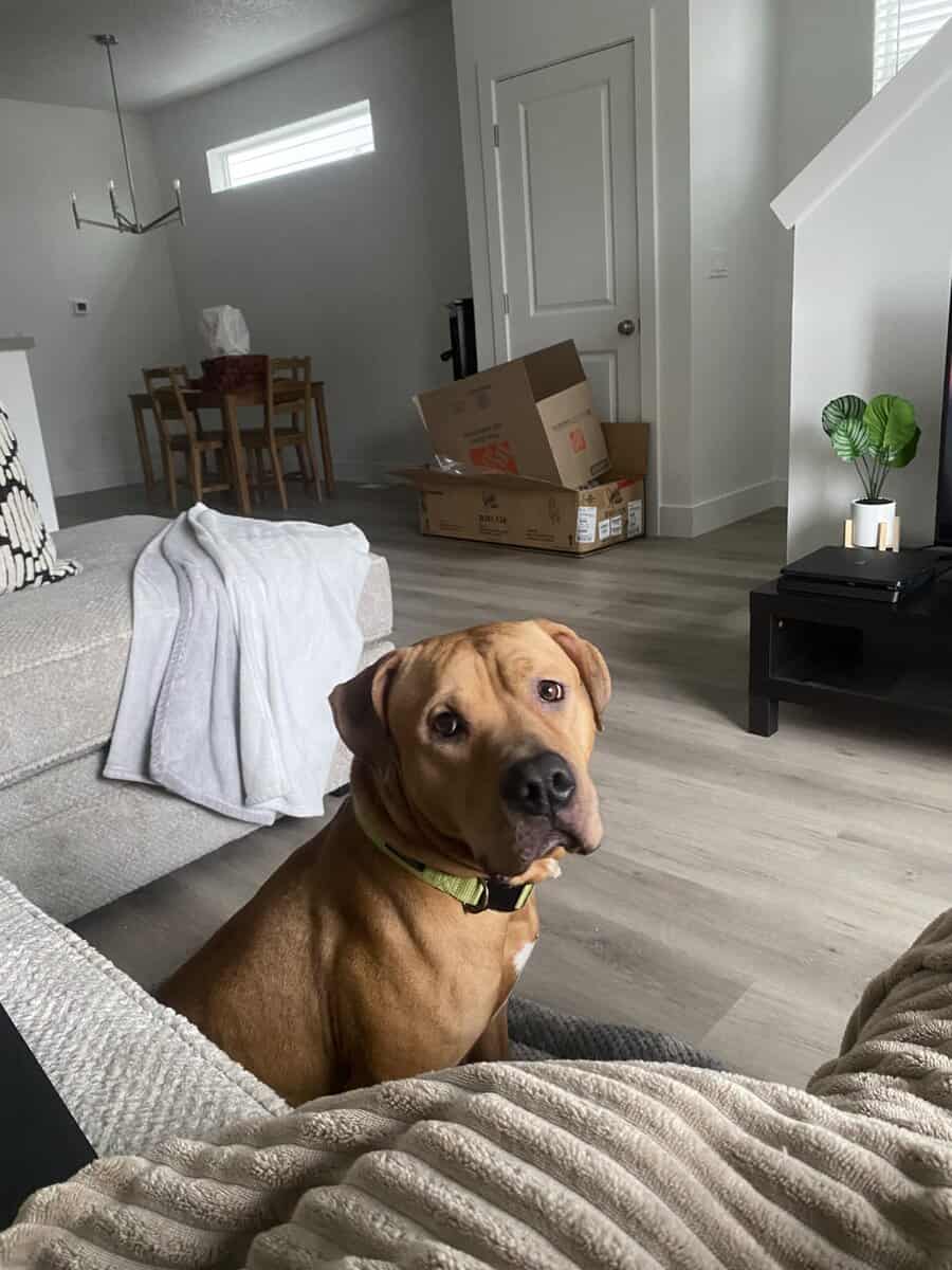 Rehome Dog image 2