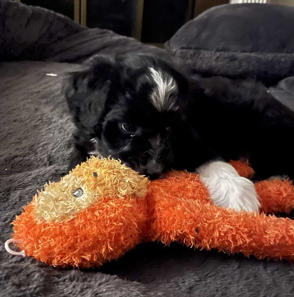 Bo adorable Aussie Doodle puppy image 3