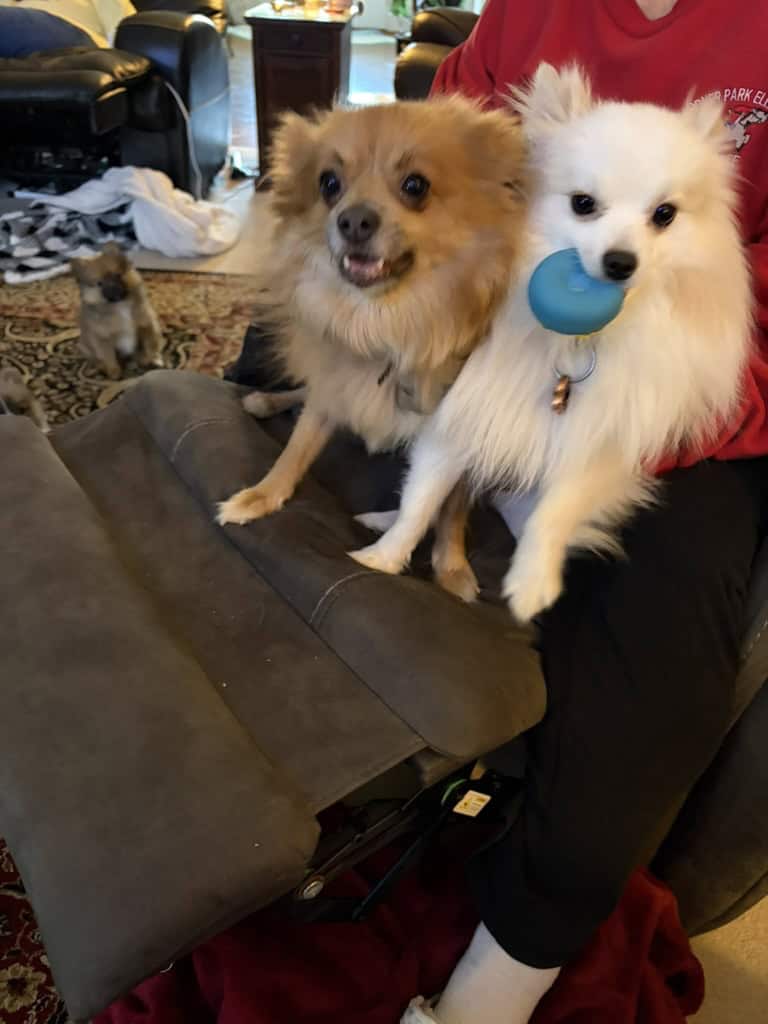 Pomeranian Puppies 10 weeks old image 3