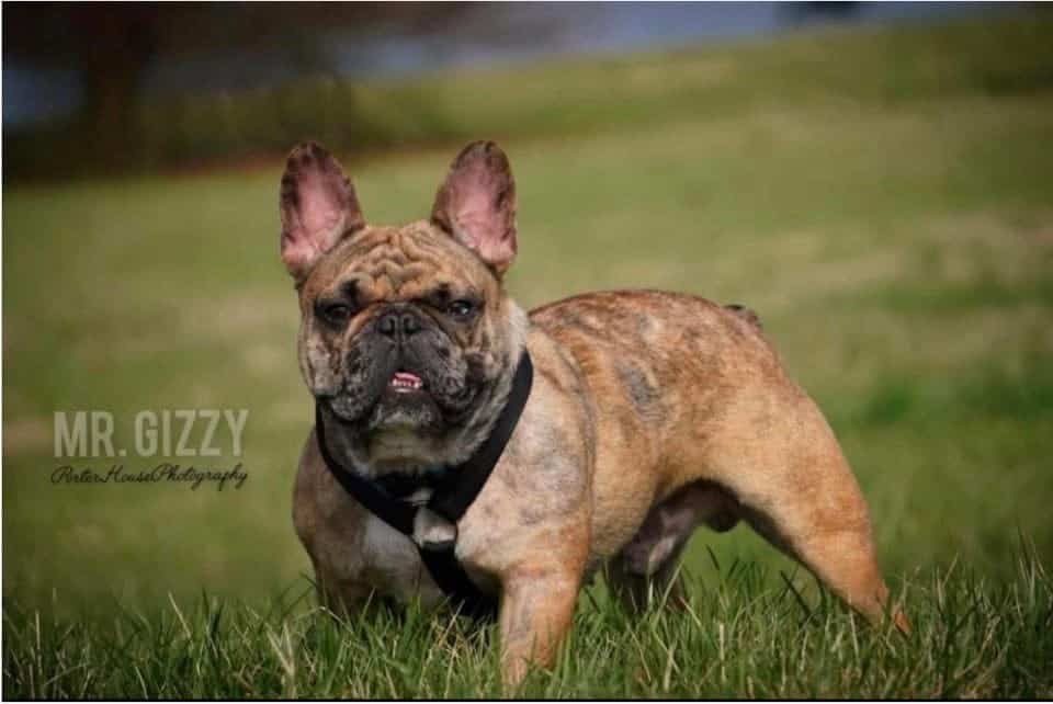French Bulldog image 2
