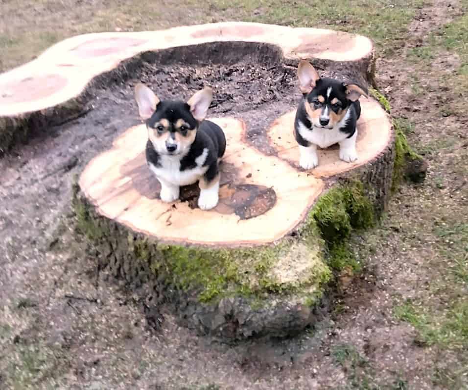 Fun Loving Corgi Puppies Ready for Their New Homes image 2