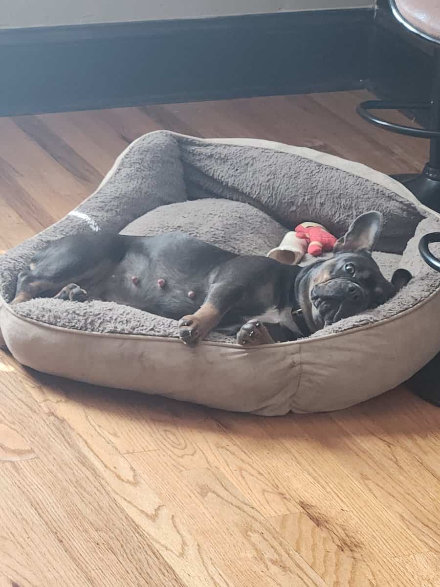 Female French bulldog image 6