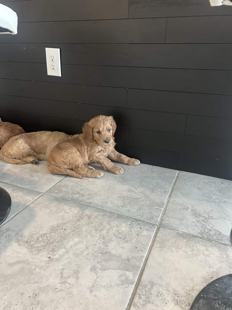Golden doodle image 4