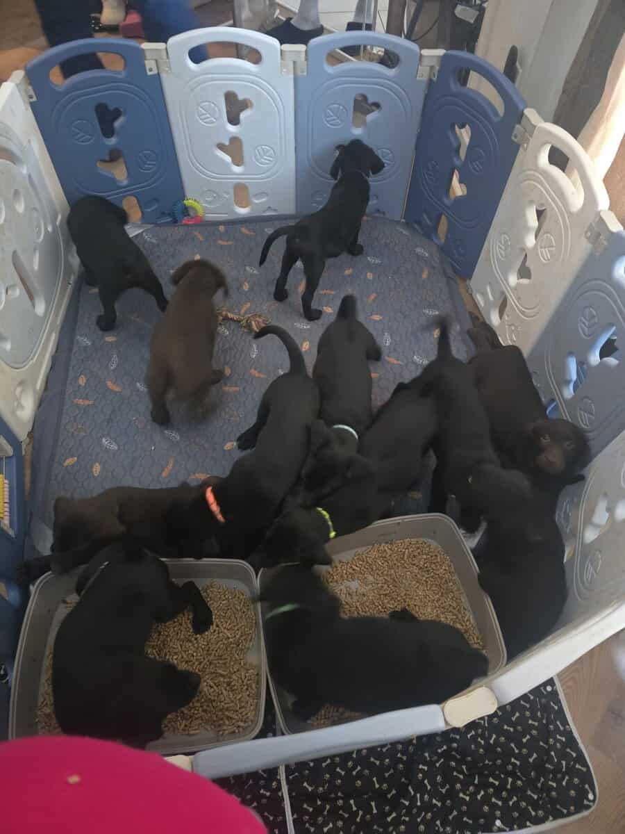 American labrador retriever image 1