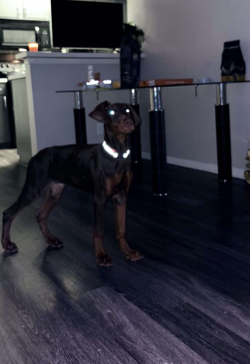 Doberman Puppies 11 weeks image 5